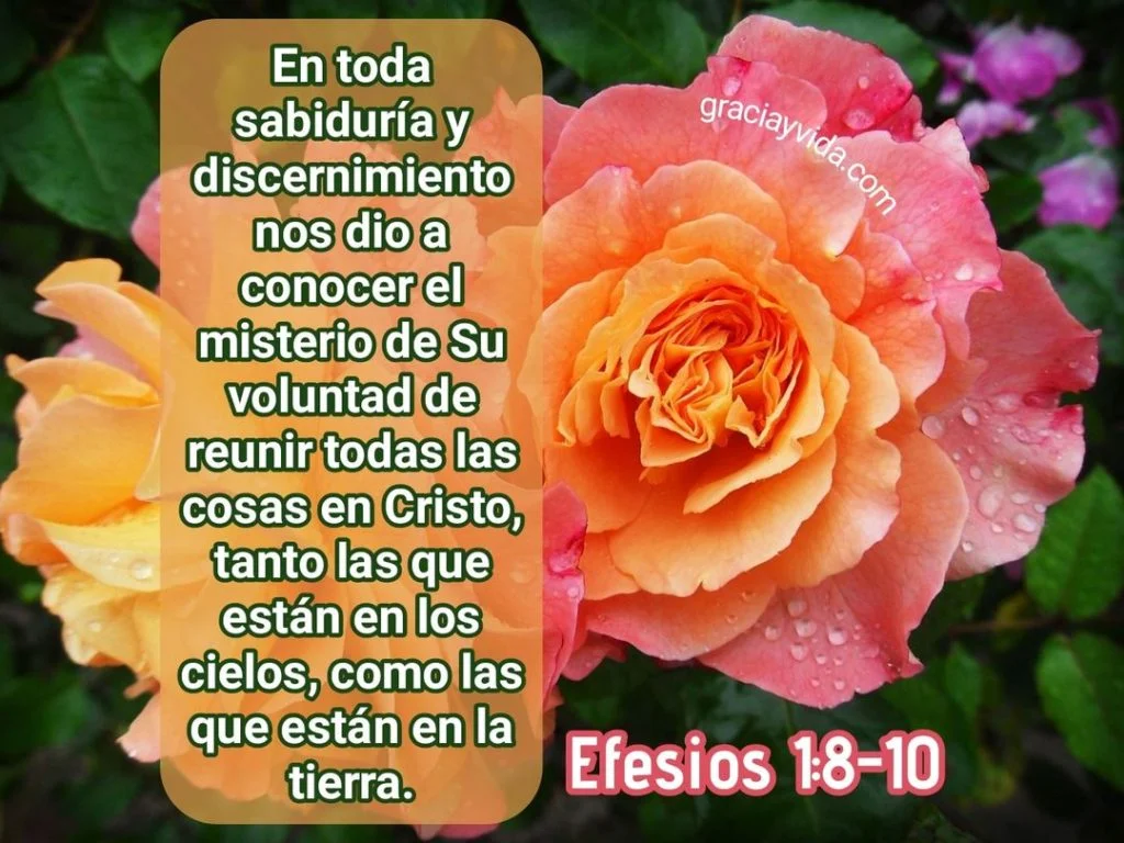 Estudio bíblico Efesios 1:8-10 misterio de la voluntad de Dios