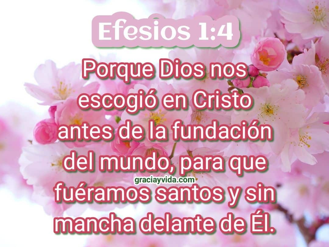 Efesios 1.4 - Santos y sin mancha delante de Dios