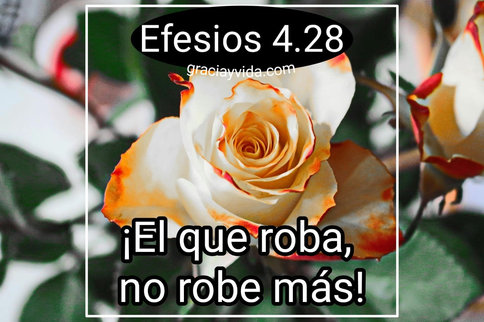 El que roba no robe más